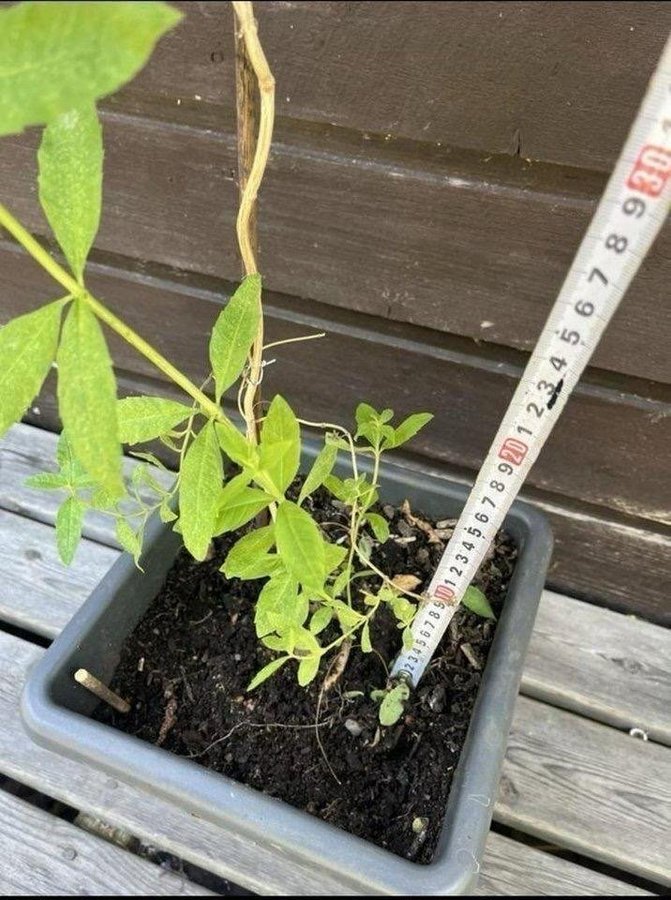 Aloysia citrodora - citronverbena Perenn medelstor halvbuske