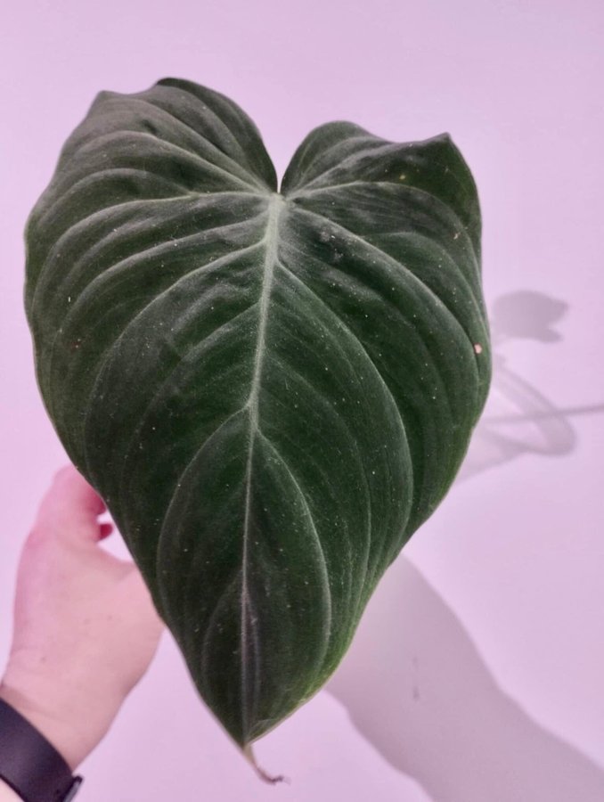 Philodendron Splendid