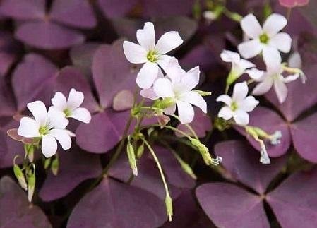 Oxalis triangularis 'Myke' - Triangeloxalis - Rhizomer