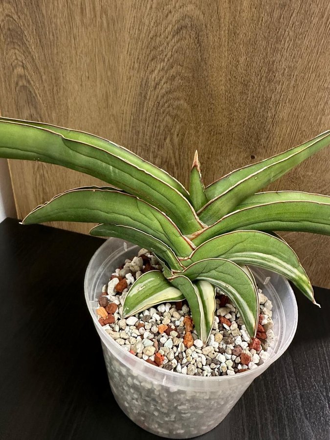 Sansevieria Robusta white variegated