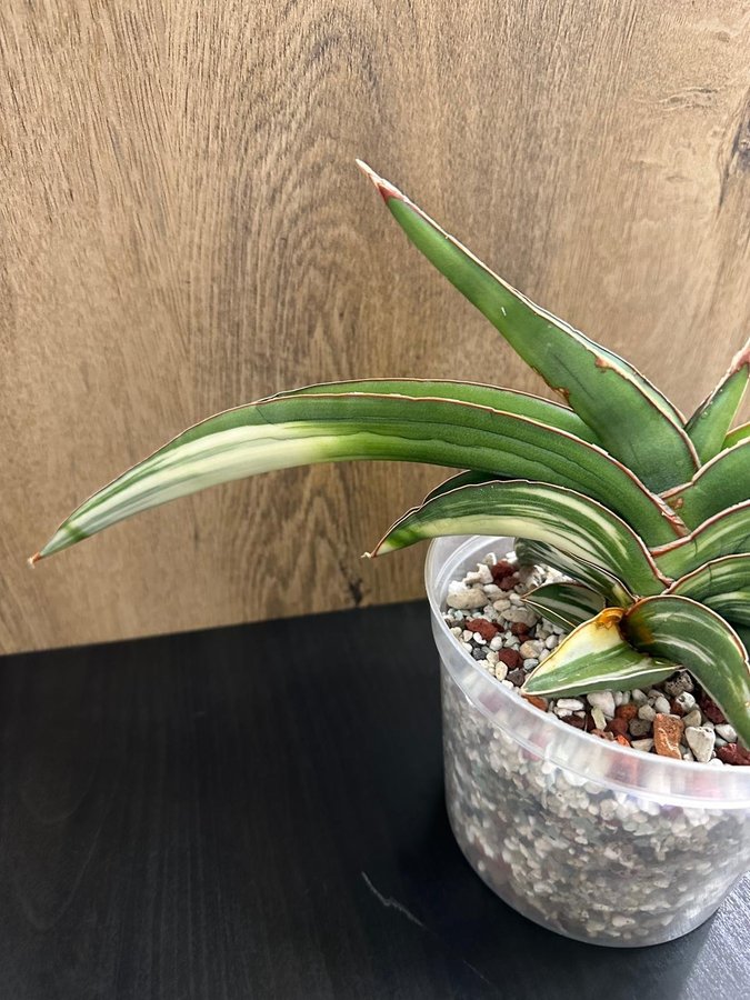 Sansevieria Robusta white variegated