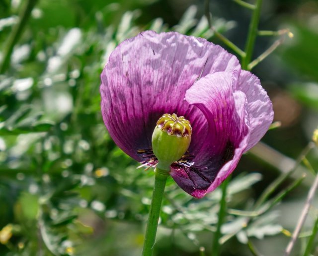 Dutch Buddha Poppy. 50 frön. Extremt ovanlig vallmo sort.