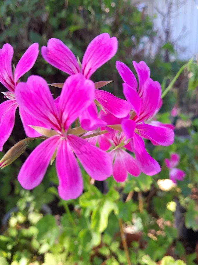 Fem Topp skott av mina Pelargoner!