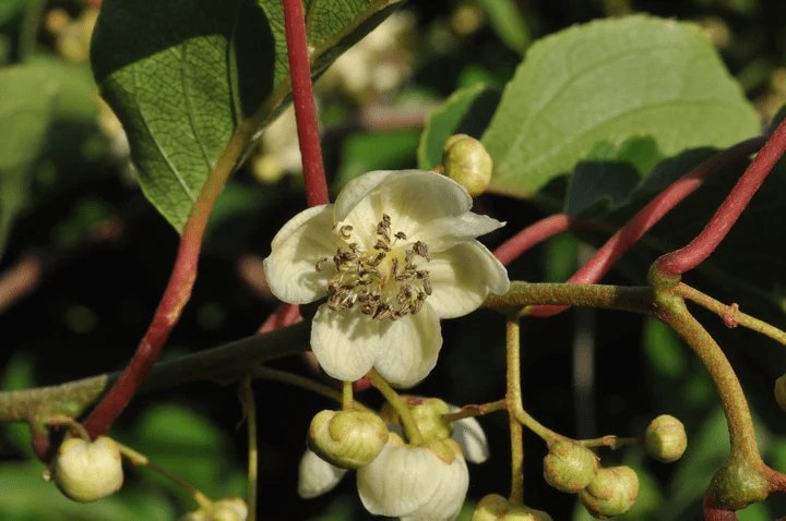 Minikiwi 'Weiki' Hanplanta 50-60 cm (Actinidia arguta)