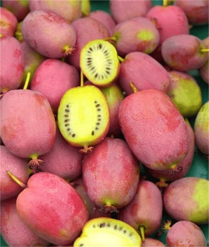 Minikiwi 'Weiki' Hanplanta 50-60 cm (Actinidia arguta)