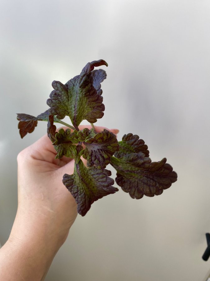 Palettblad/coleus, Othello, rotad