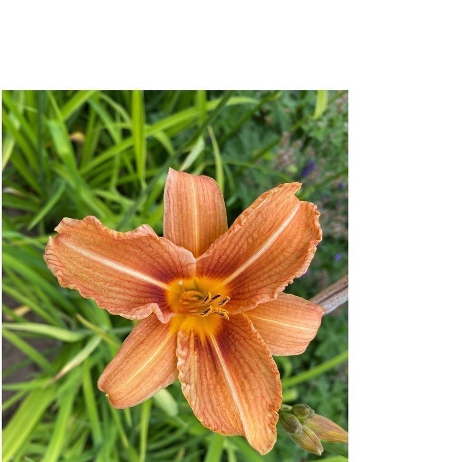 3 st Hemerocallis/Daglilja Fulva