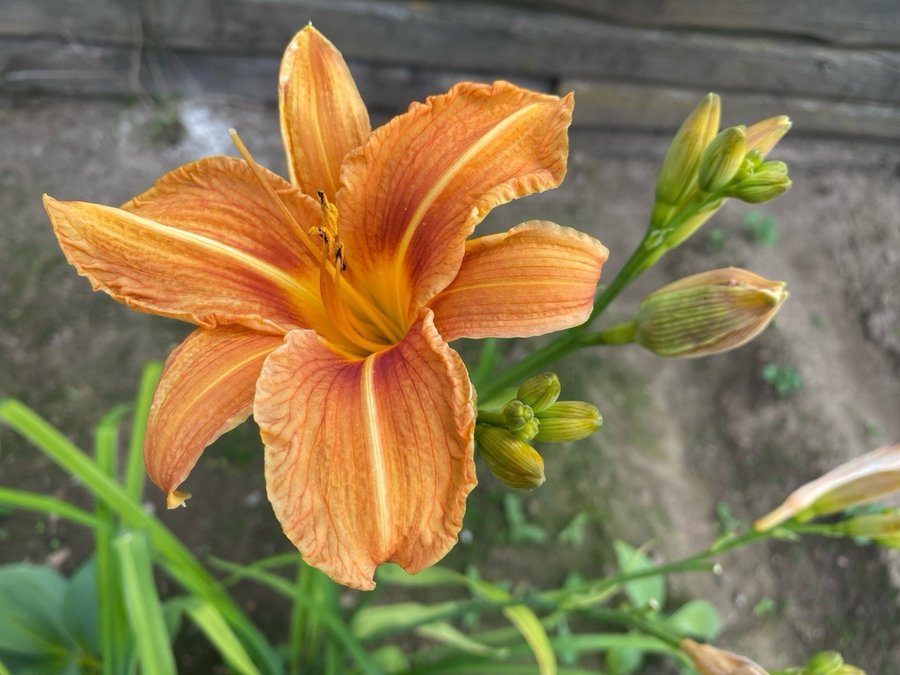 3 st Hemerocallis/Daglilja Fulva