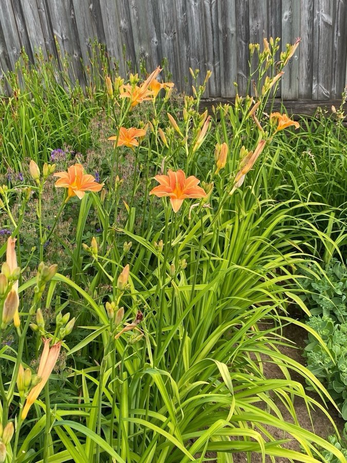 3 st Hemerocallis/Daglilja Fulva