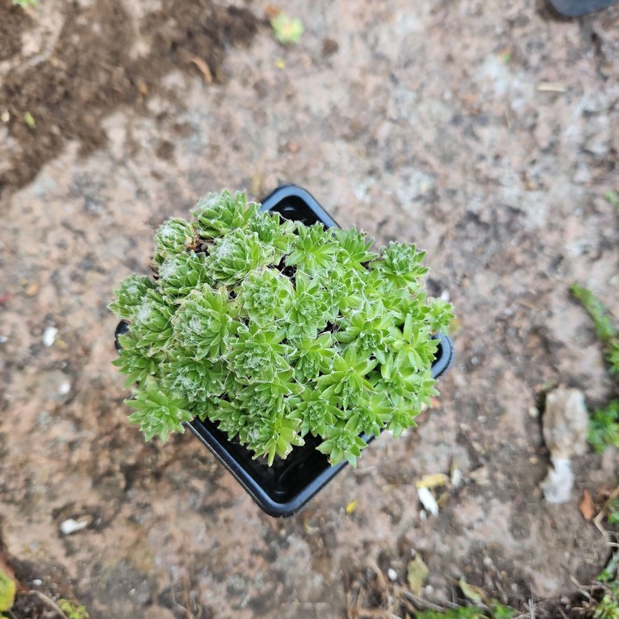 Sempervivum