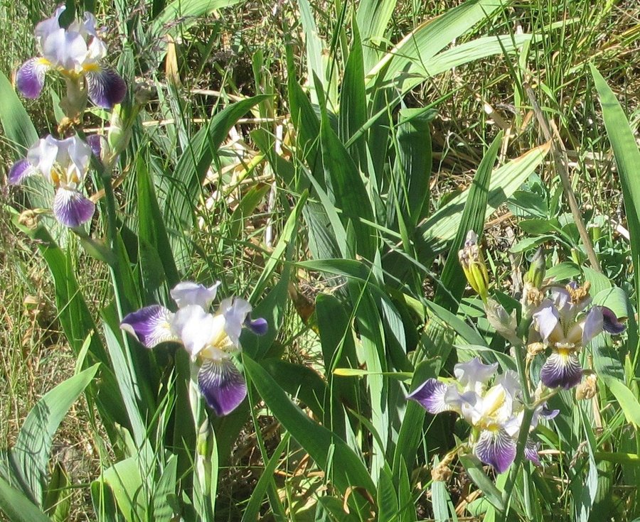 Blå iris - 3 st rhizomer (knölar)