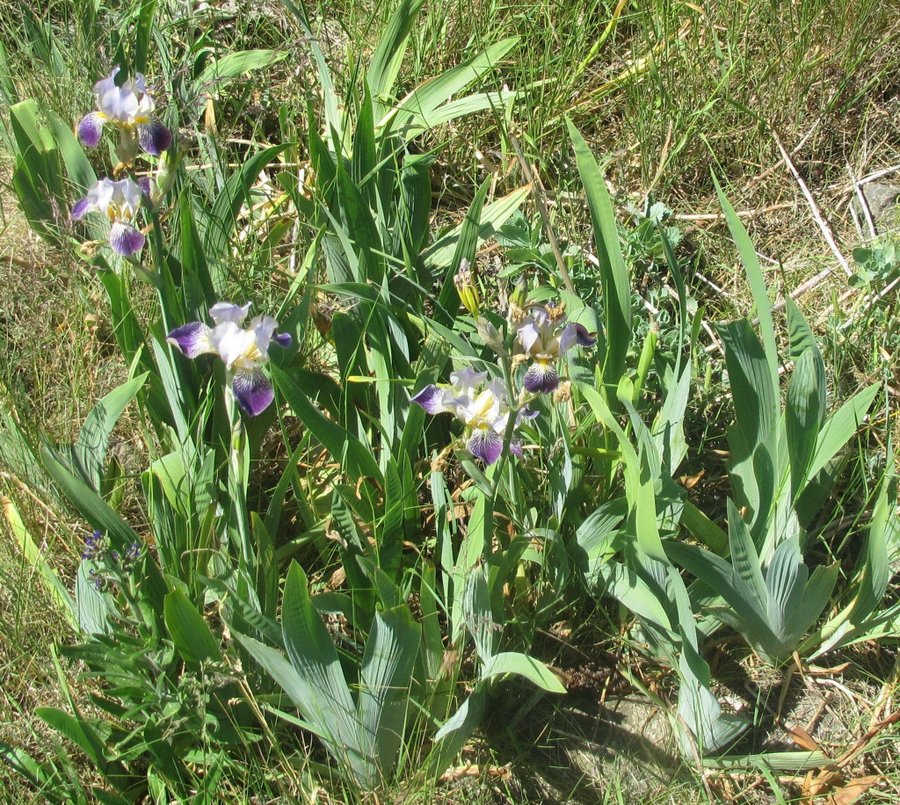 Blå iris - 3 st rhizomer (knölar)