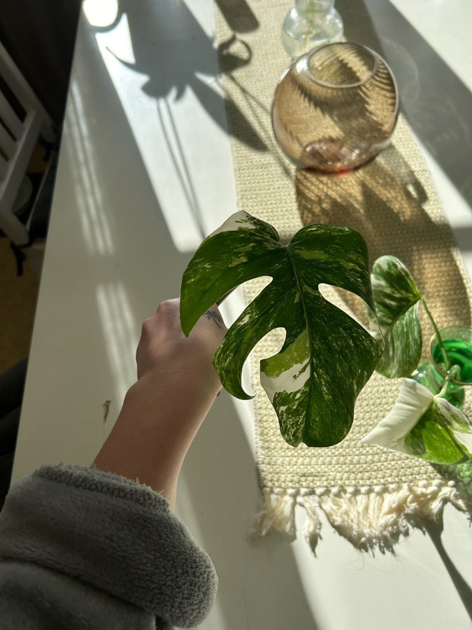 Monstera Variegata