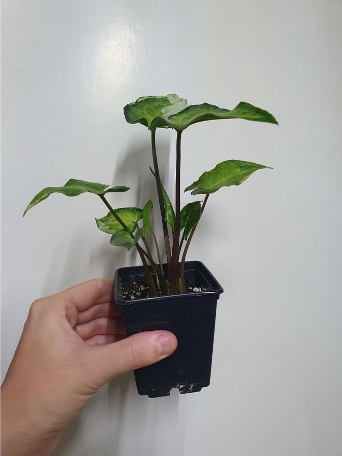 Syngonium podophyllum 'Three Kings'