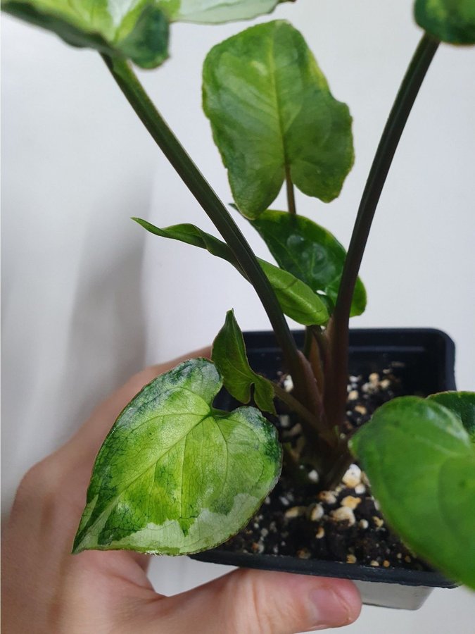 Syngonium podophyllum 'Three Kings'