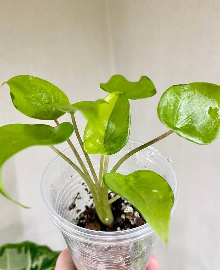 Alocasia Cucullata Aurea Variegata