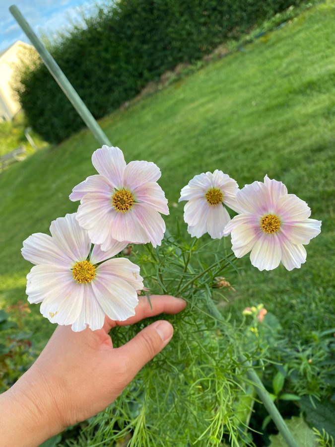 Vackra Rosenskära Apricot lemonade pastell aprikos kola färg frön