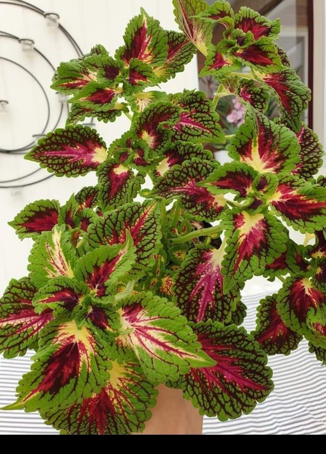 Space cake palettblad coleus rotad stickling/planta