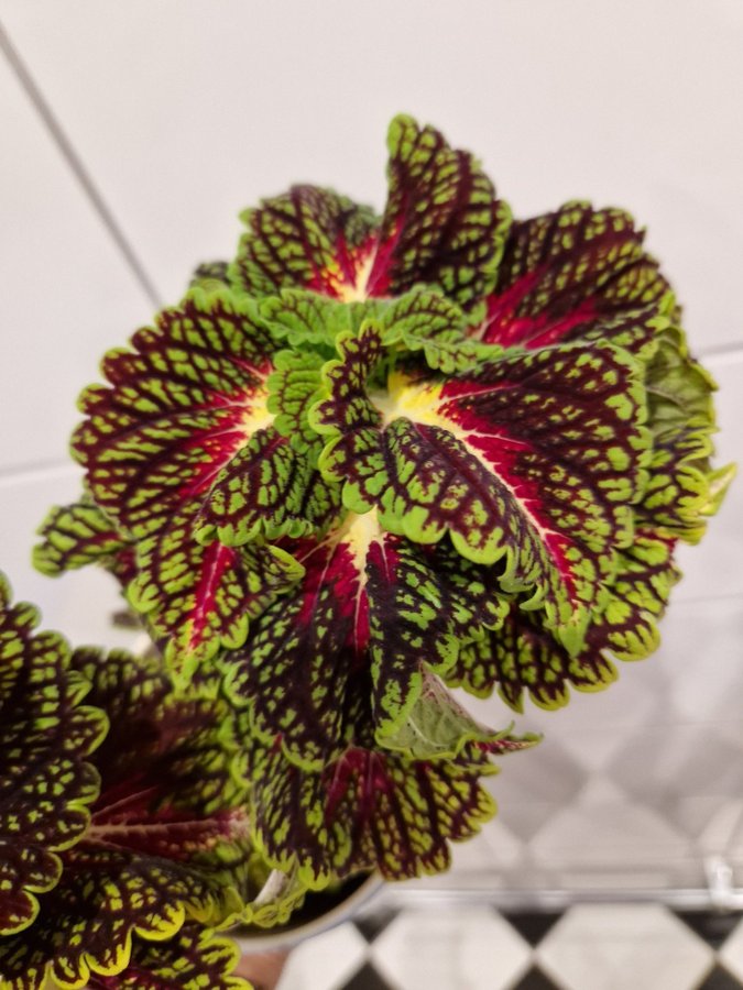 Space cake palettblad coleus rotad stickling/planta