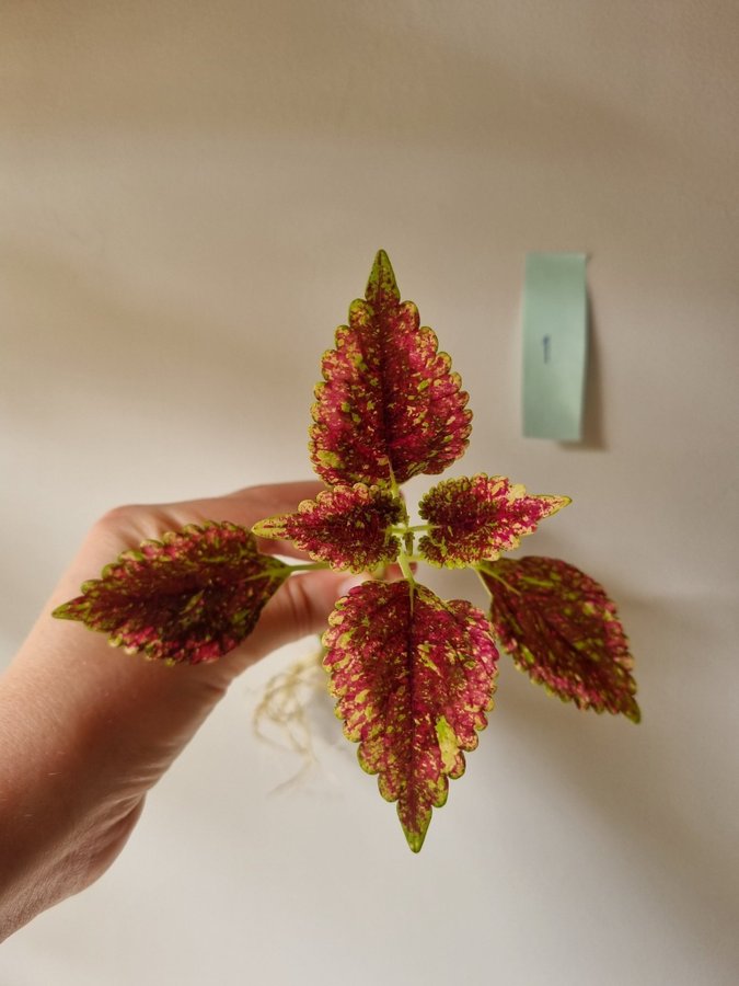 Palettblad, Pinata, Coleus, Stickling