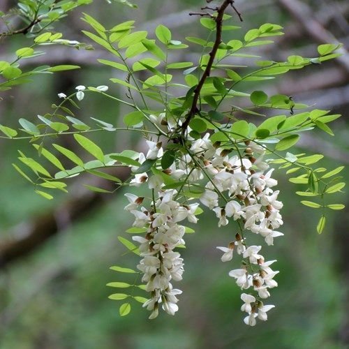 Robinia pseudoacacia Viva robinia fröer