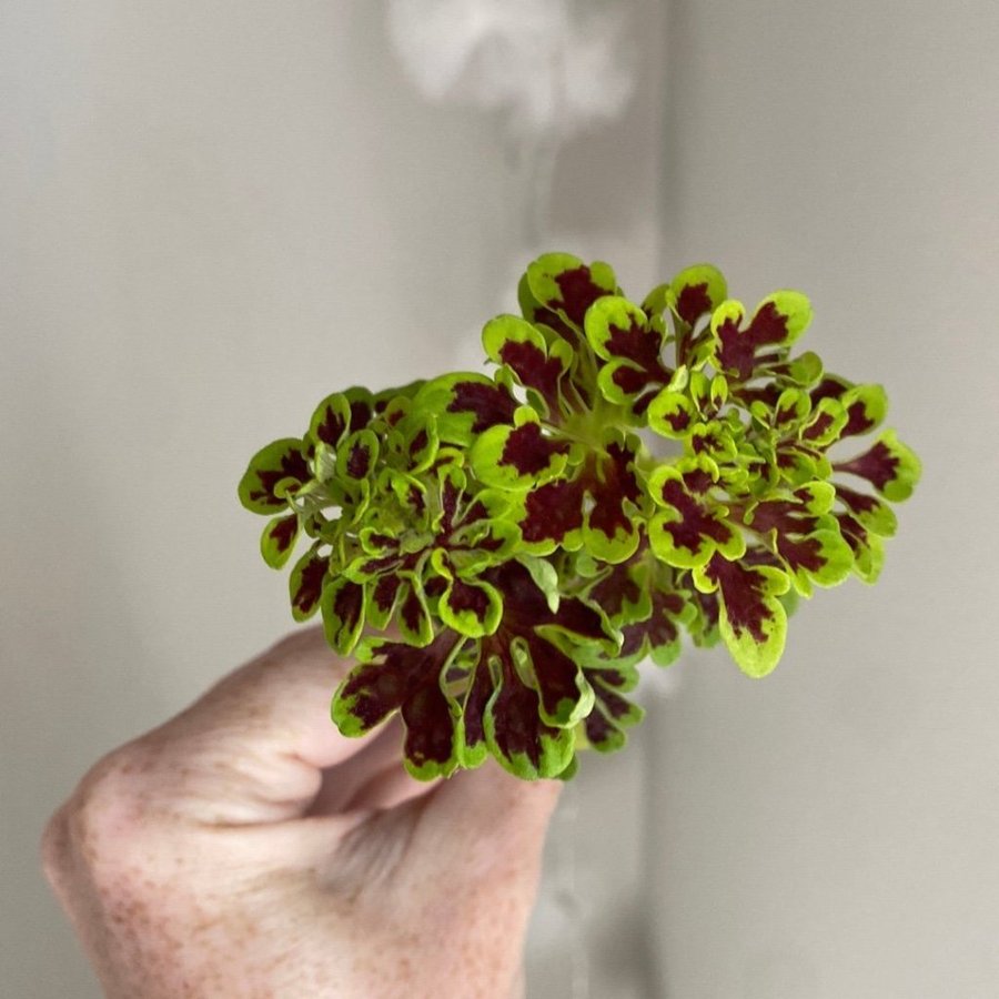 2 st TIDBITS TAMMY *palettblad*coleus*