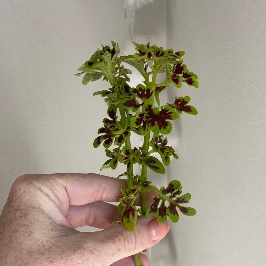 2 st TIDBITS TAMMY *palettblad*coleus*