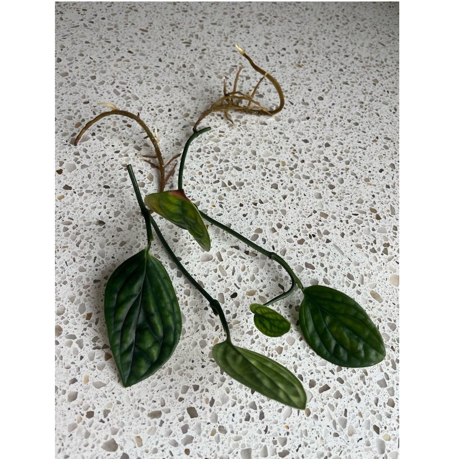 2st Monstera peru sticklingar