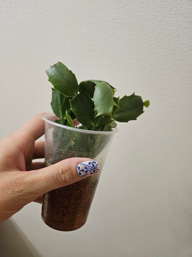 SCHLUMBERGERA TRUNCATA