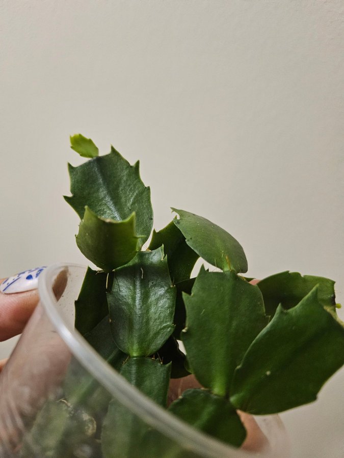 SCHLUMBERGERA TRUNCATA