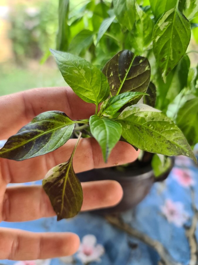 Chili flerårig variegata Purple Tiger