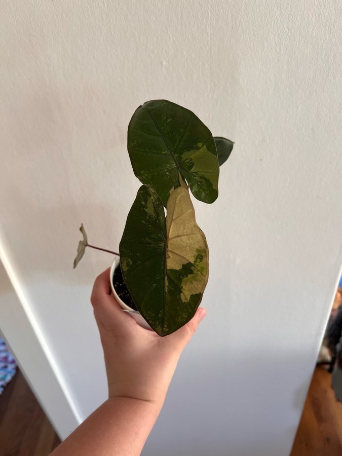 Alocasia Yucatan Princess variegata bulb