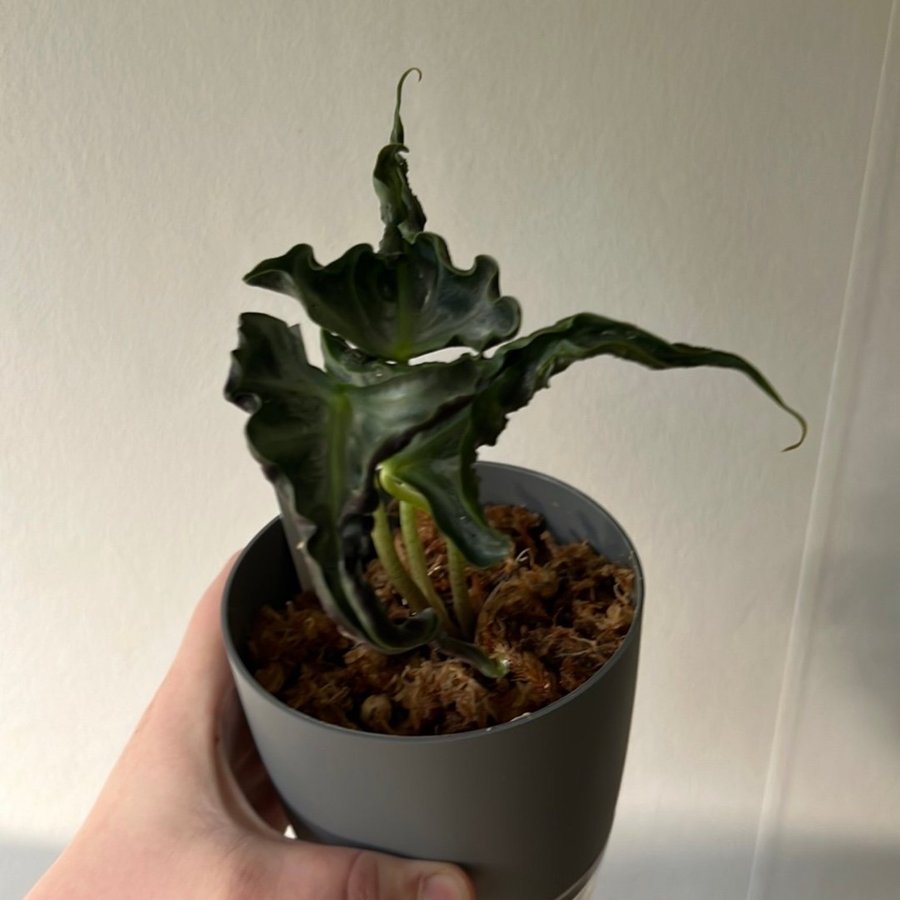 Alocasia Loco Bulb