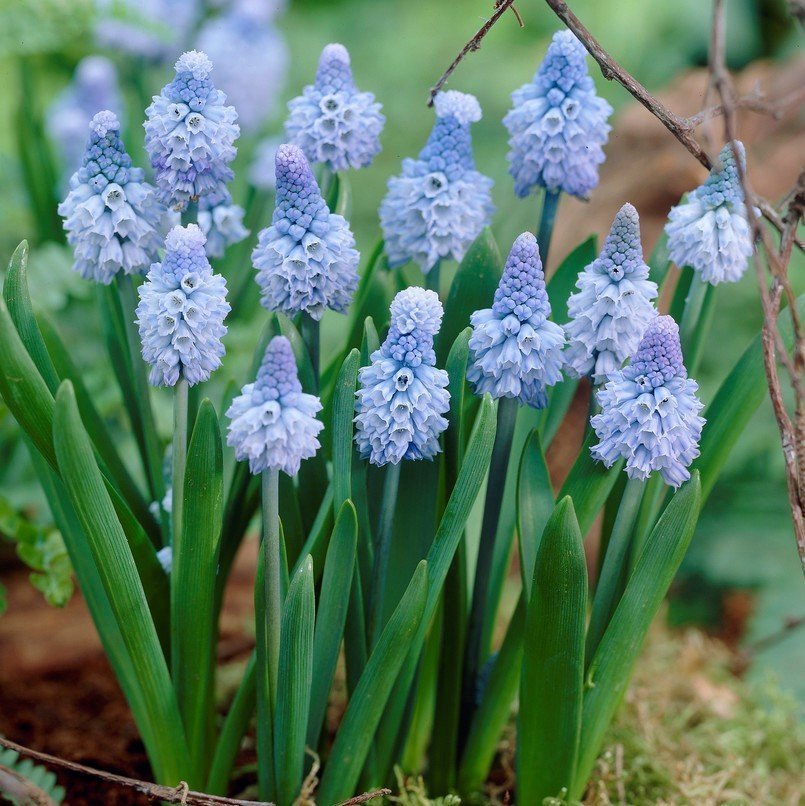 Dvärghyacint Muscari azureum 5 lökar