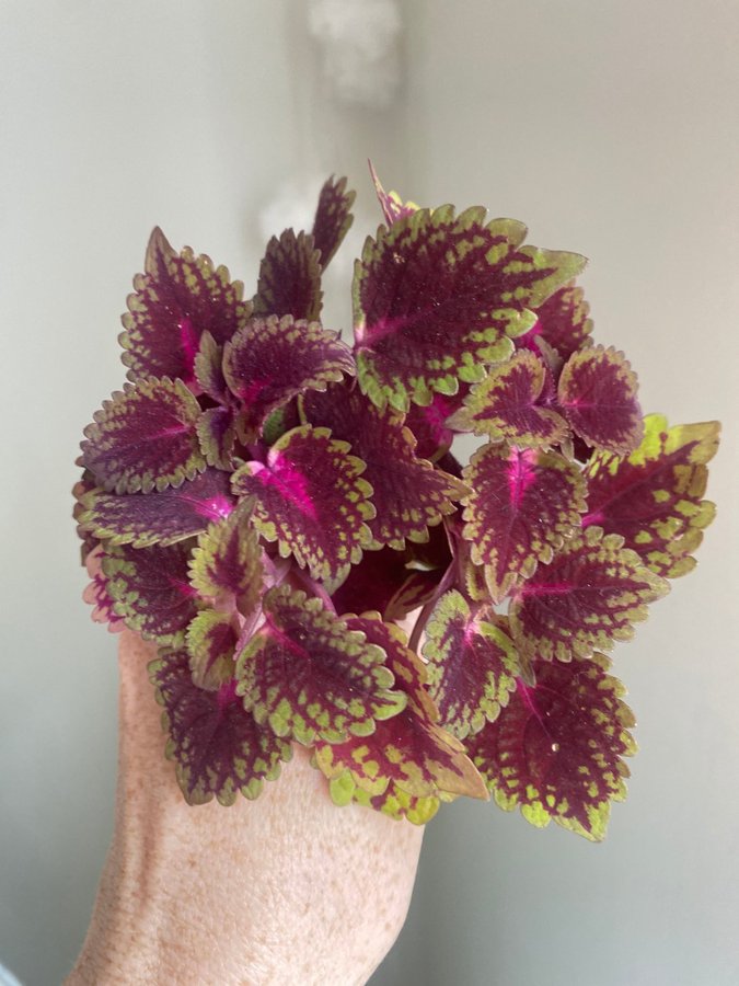 5 st TRAILING RED *palettblad*coleus*