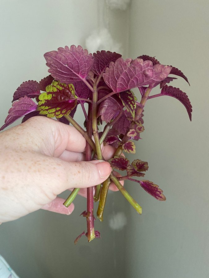 5 st TRAILING RED *palettblad*coleus*