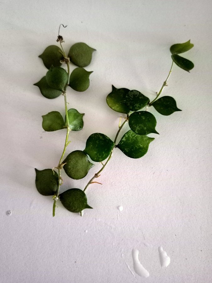 HOYA CURTISII - stickling