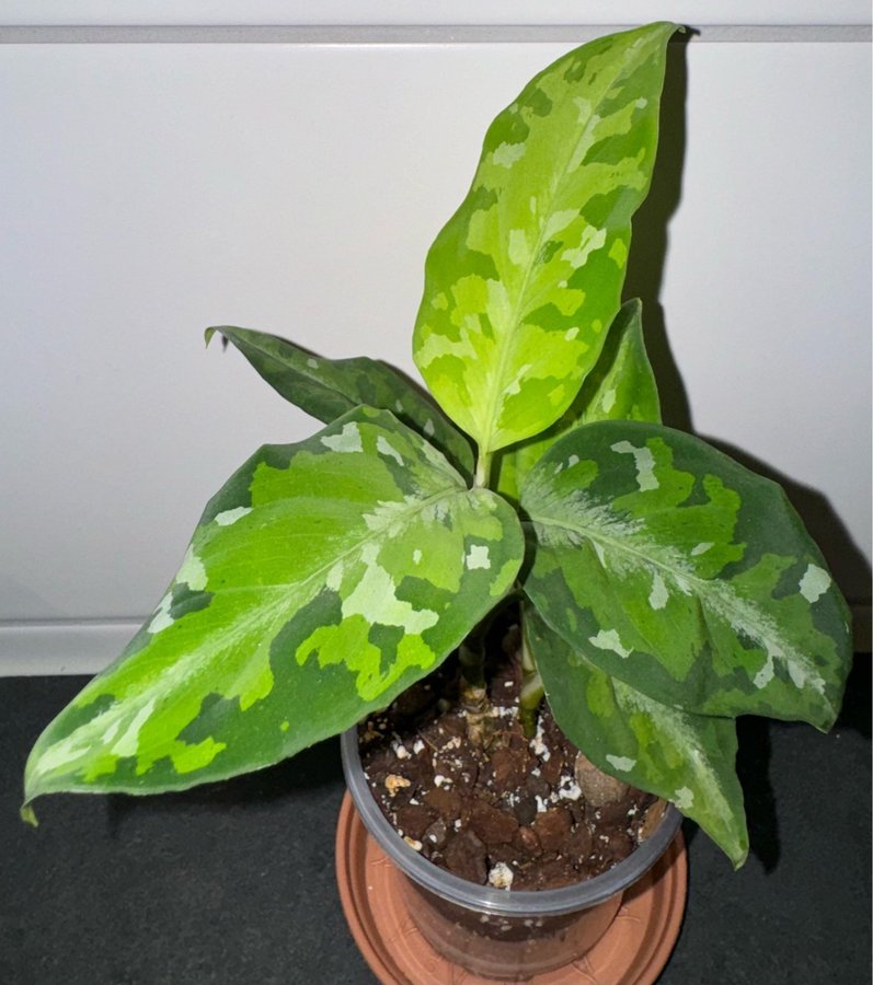 Aglaonema Pictum - Tricolor (nytt blad påväg) - Planta.