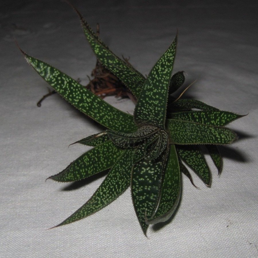 GASTERIA - suckulent - 1 st rotad stickling