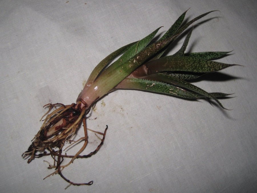 GASTERIA - suckulent - 1 st rotad stickling