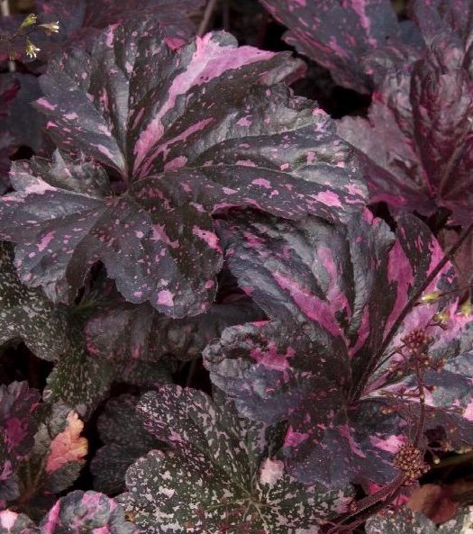 Heuchera "Midnight Rose"