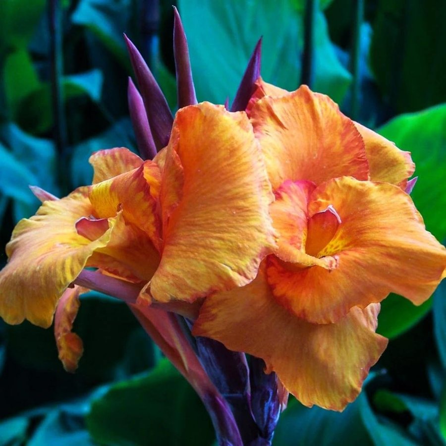 Canna indica Roi Humbert