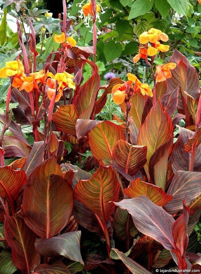 Canna indica Roi Humbert