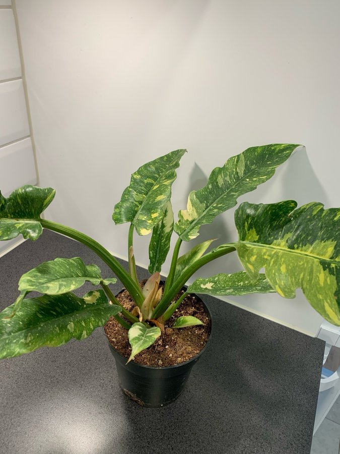 Philodendron Ring of Fire