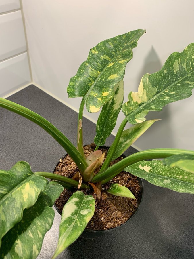 Philodendron Ring of Fire