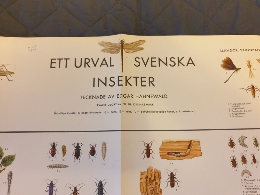 GAMMAL STOR AFFISCH 70 X 100 CM 1956 TAL med illustrationer av svenska insekter.