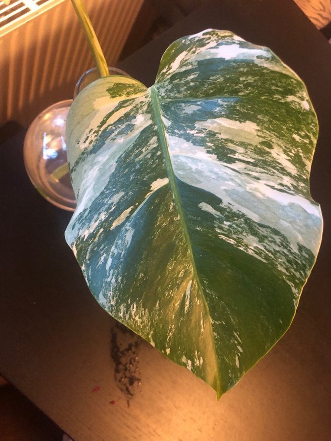 MONSTERA VARIEGATA DELICIOSA ALBO ROTAD TOPP STICKLING MYCKET VITT