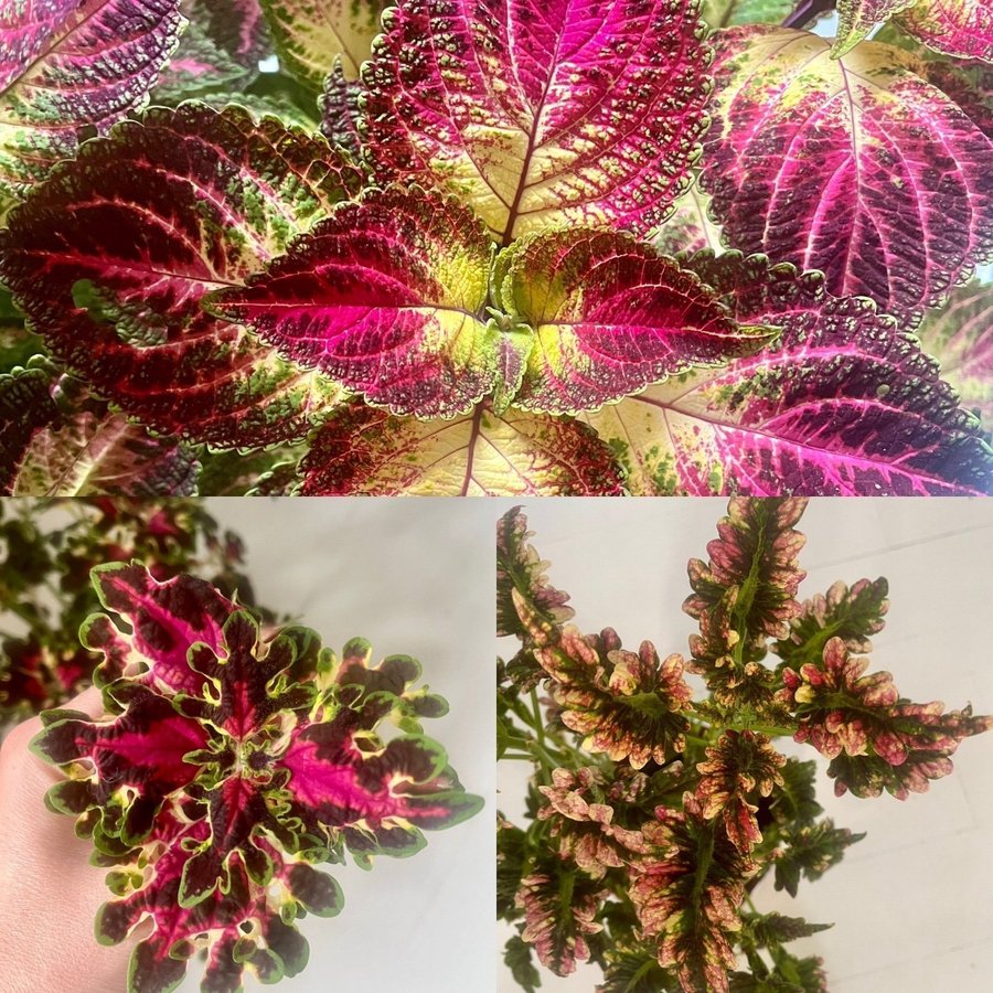 Sticklingar 3st Palettblad Coleus Burgundy Weddingtrain, Gilda, Avatar