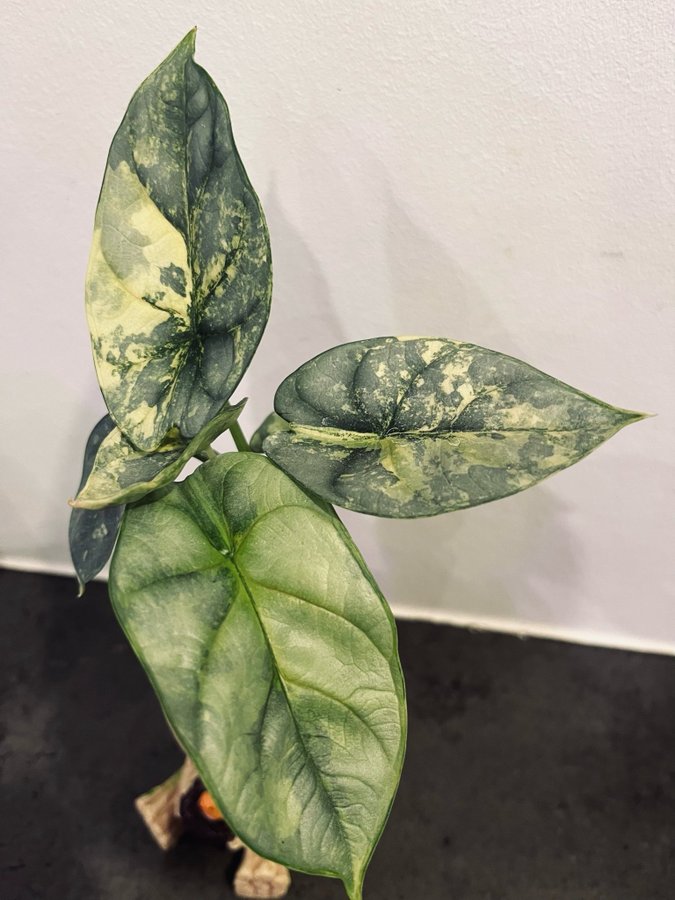 Alocasia silver dragon scale Aurea variegata