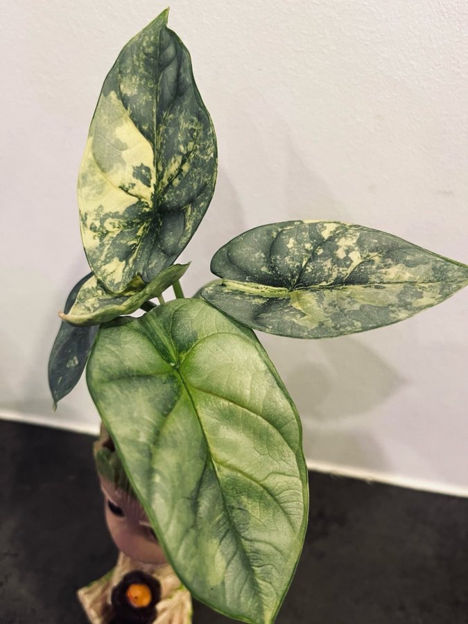 Alocasia silver dragon scale Aurea variegata